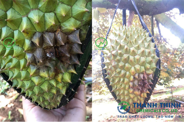Nguyên nhân bệnh thối trái trên cây sầu riêng và cách phòng ngừa
