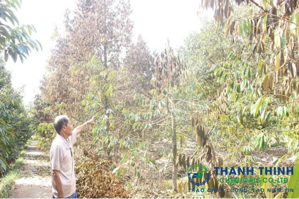 Nguyên nhân sầu riêng bị bệnh vàng lá và cách phòng ngừa