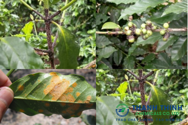 Bệnh nấm hồng trên cây cà phê ( corticicum salmonicolor) dấu hiệu và cách phòng trừ