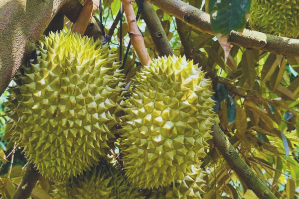 Bệnh Thối Quả Của Cây Sầu Riêng: Nguyên Nhân, Triệu Chứng và Phương Pháp Phòng Trừ Hiệu Quả