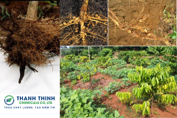 Bệnh thối rễ cọc trên cây cà phê: dấu hiệu và cách phòng trừ
