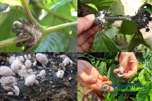 Rệp sáp trên cây cà phê , dấu hiệu và cách phòng trừ