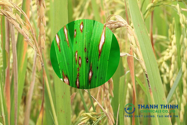 Bệnh Đạo Ôn Hại Lúa: Dấu Hiệu & Cách Phòng Trừ