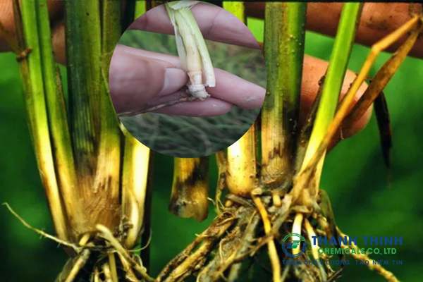 Bệnh Thối Thân Lúa: Dấu Hiệu & Cách Phòng Trừ