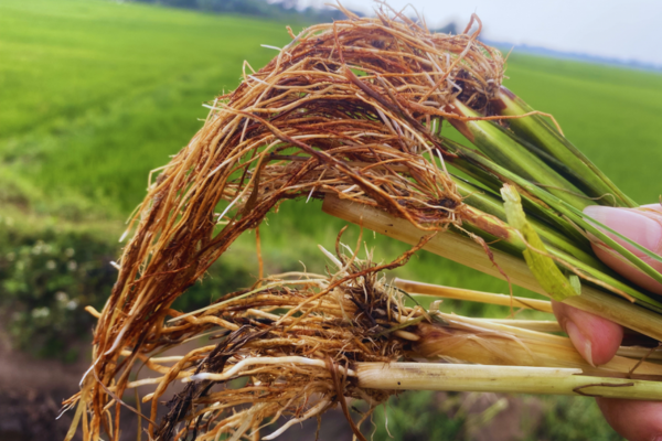 Bệnh Thối Cổ Rễ Ở Lúa: Nguyên Nhân, Triệu Chứng Và Cách Phòng Tránh
